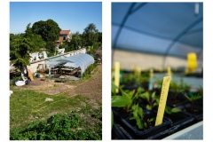 FRANCE - MONTREUIL - SOLIDARITE - JARDIN POUPLIER