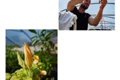 FRANCE - MONTREUIL - SOLIDARITE - JARDIN POUPLIER