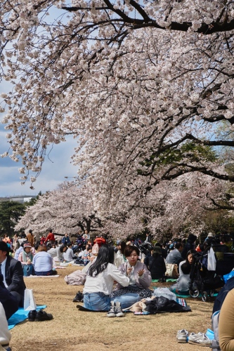 JAPAN - TOURISM -SAKURA- CHERRY BLOSSOM