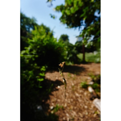 FRANCE - MONTREUIL - SOLIDARITE - JARDIN POUPLIER