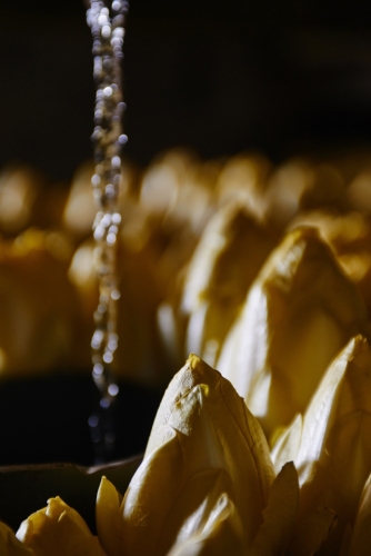 FRANCE- AGRICULTURE - LA CAVERNE - URBAN FARMING