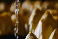 FRANCE- AGRICULTURE - LA CAVERNE - URBAN FARMING